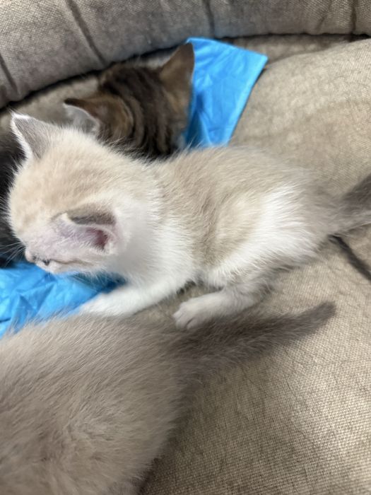 отдадим котят девочек