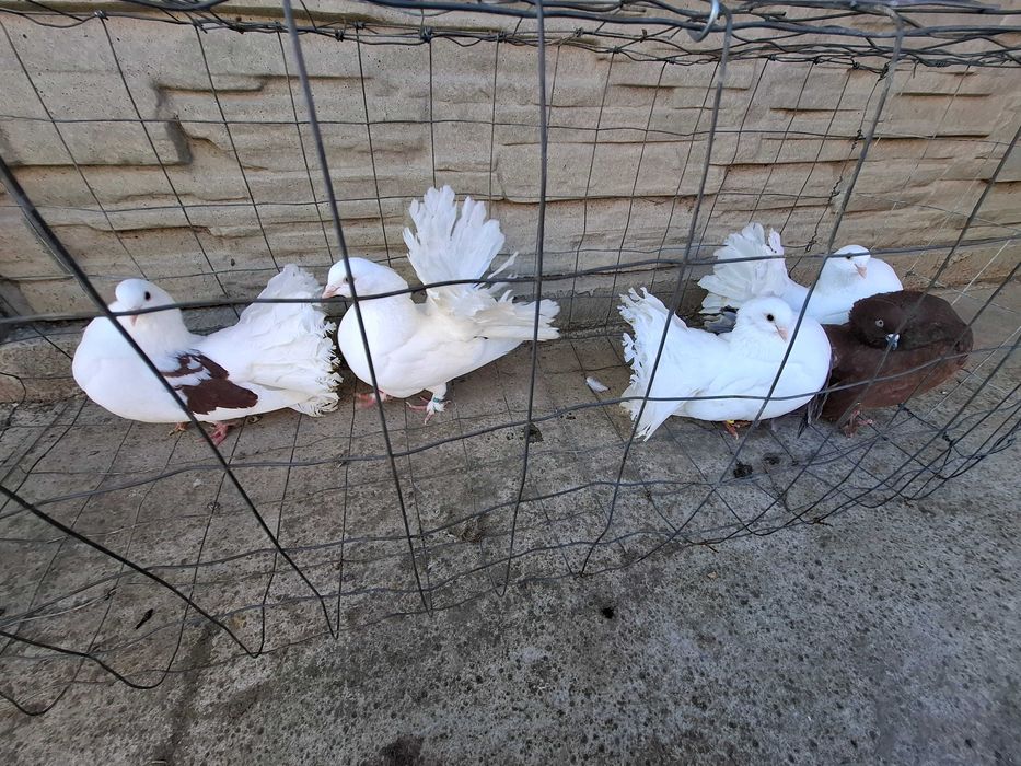 Vand porumbei voltați