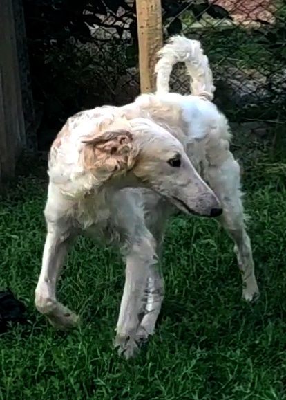 Щенок  русской псовой борзой