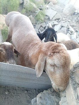 Арашан кучкор зотдор
