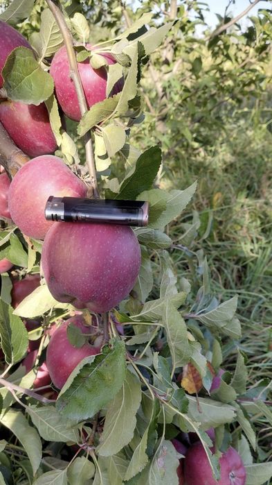 Продам золотой и американку