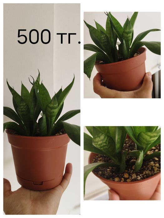 Фикусы, сансевьеры