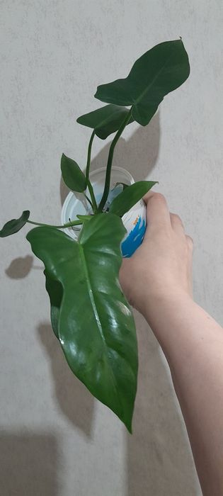 Филодендрон Золотой Дракон