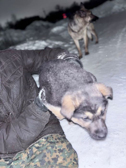 Авчарка еркек кушік