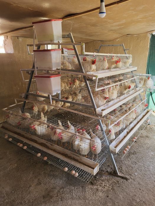 Товуқ қафас катаклар