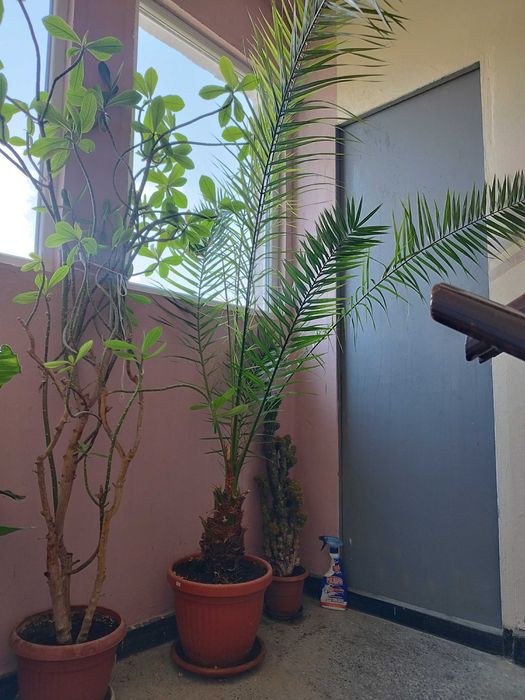 Финикова палма 10 год.