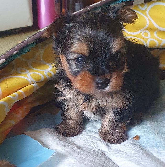 Малки мини йоркита