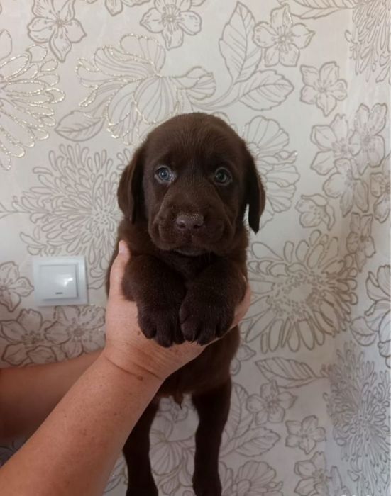 Лабрадор - Ретривер Щенки