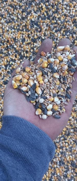 Amestec cereale pentru porumbei,porci,păsări,oi,capre