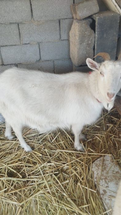 Продам коз,Ешки сатам