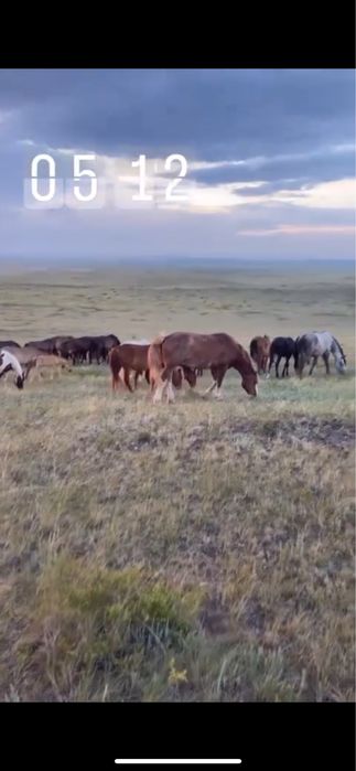 Продам жеребца Русский тяжеловоз