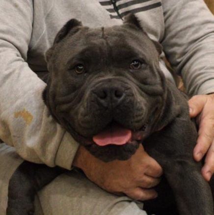 Американский булли,щенки,вязка