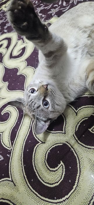 Отдам котёнка бесплатно в добрые руки