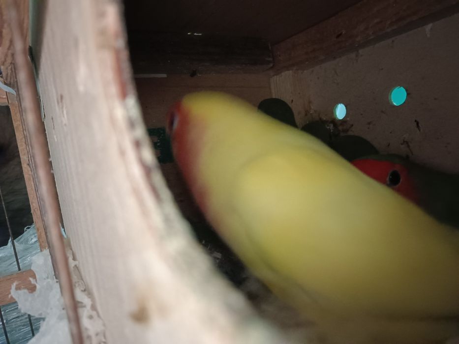 Тайор рабочи пара 100% Оилавий сотилади неразлучка