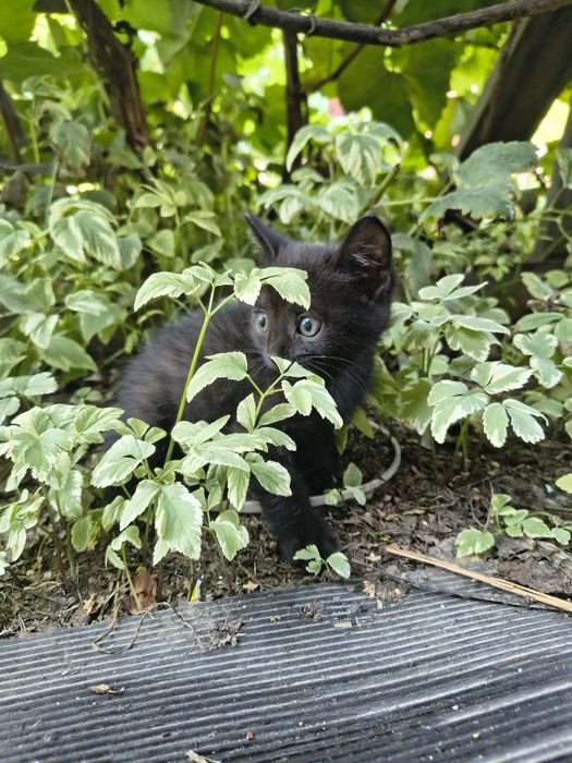 Отдаем котят в добрые руки