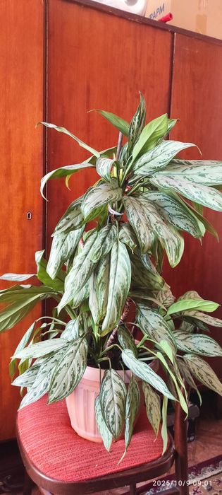 Аглонема. Комнатное растение.