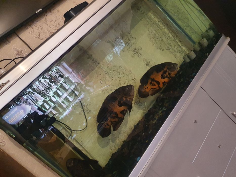 Аквариум заводской