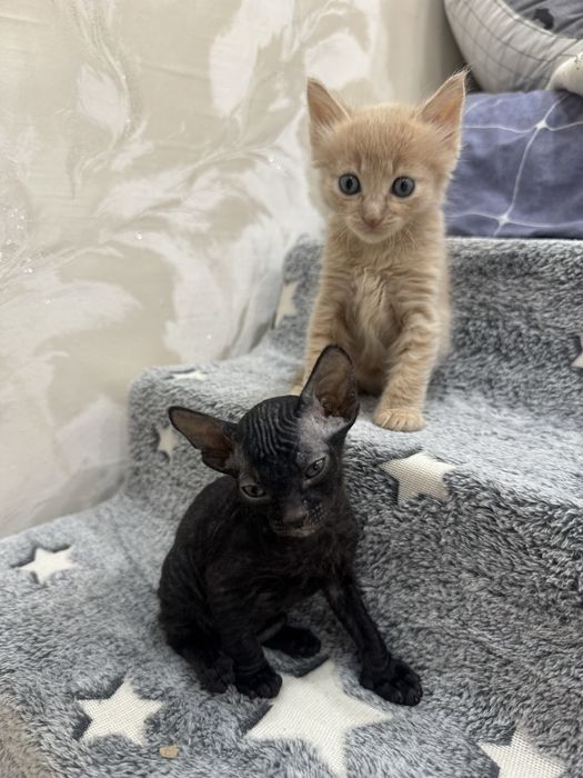 продам котят сфинксов бронь