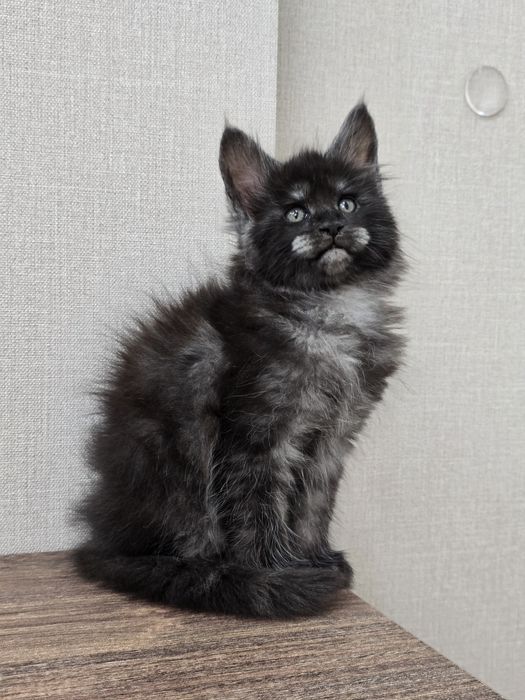 Шикарная девочка мейн-кун