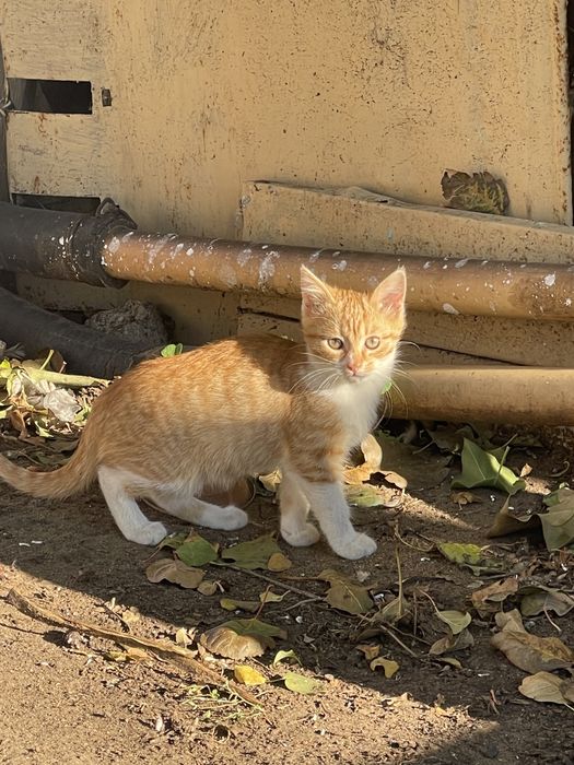Отдам котика в добрые руки