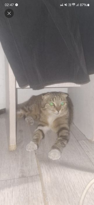 В добрые руки кошку