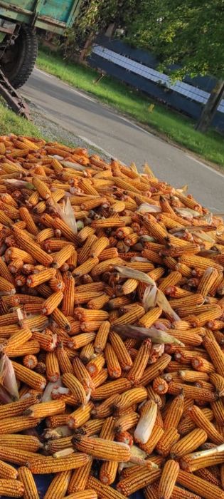 Vând porumb an 2025