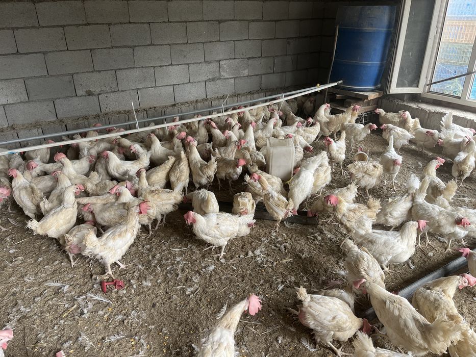 Продам куры несушки