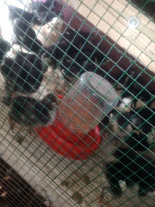 andijon qora tovuq jujalari 20.000som