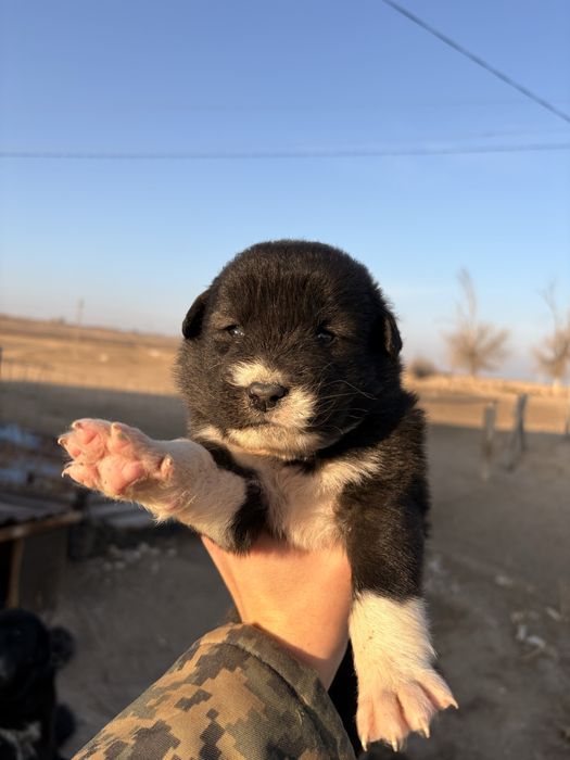 Продается щенок кангал