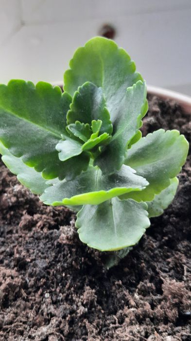 Каланхоэ,жёлтый цветок