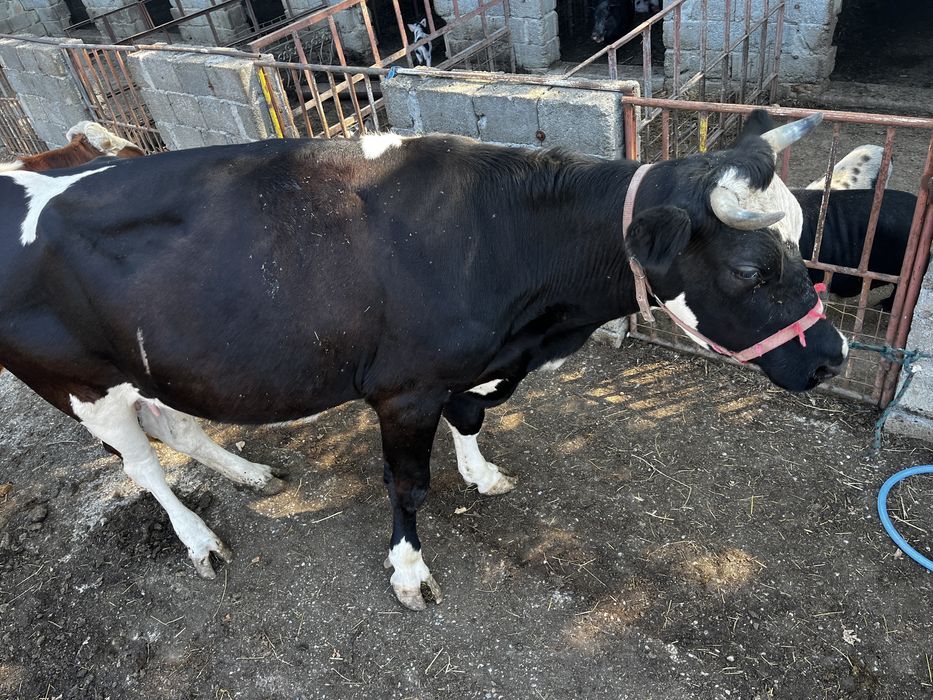 Vând vaca cu lapte