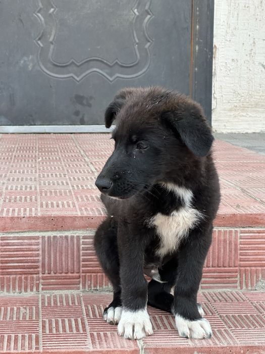Щенок мальчик 2мес