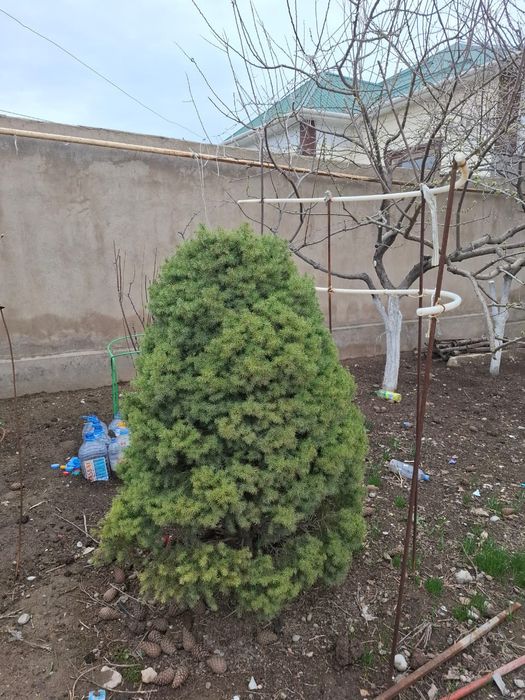 Елка широкая очень