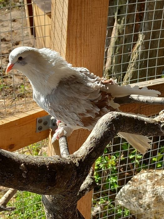 Продават се къдрави гълъби ,гр.Враца