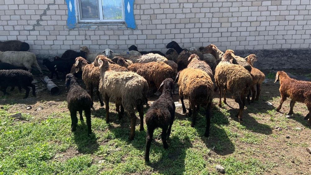 Продам овечек на развод.