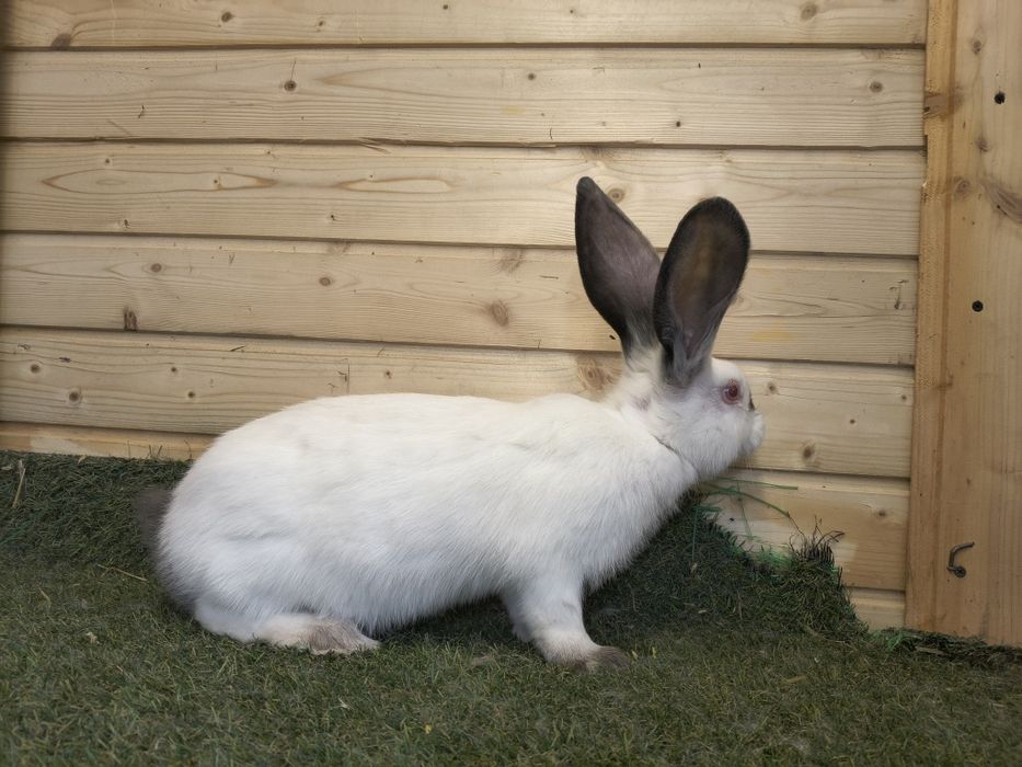 Vând iepuri Uriaș de Transilvania