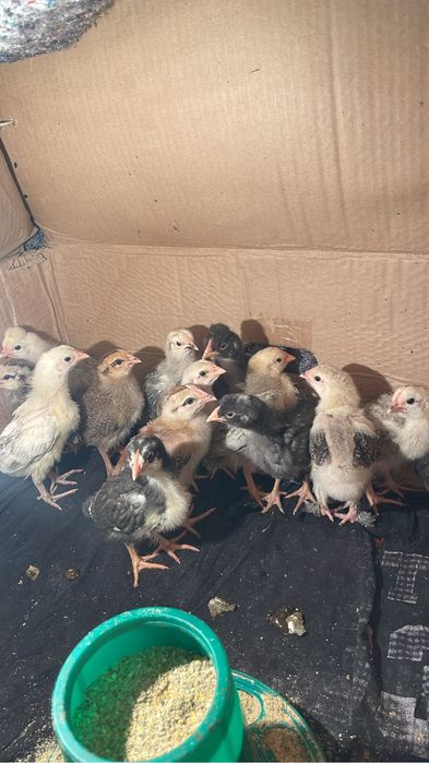 Двух недельные цыплята
