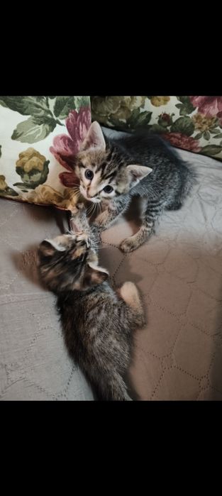 Котета си търсят дом