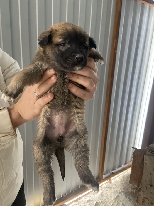 Щенки в поиске дома