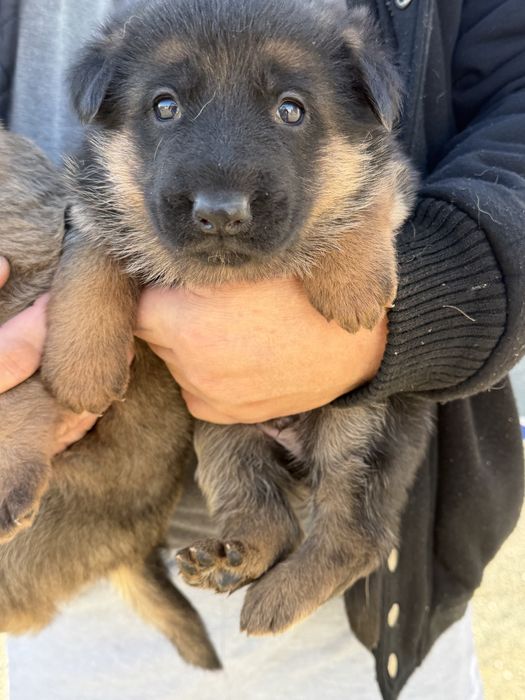 Немецкий овчарка  сатылады