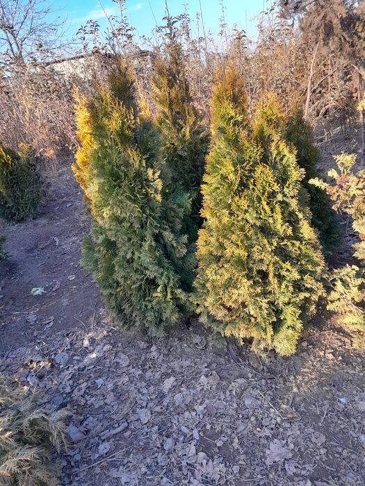 Продам туи перамидки