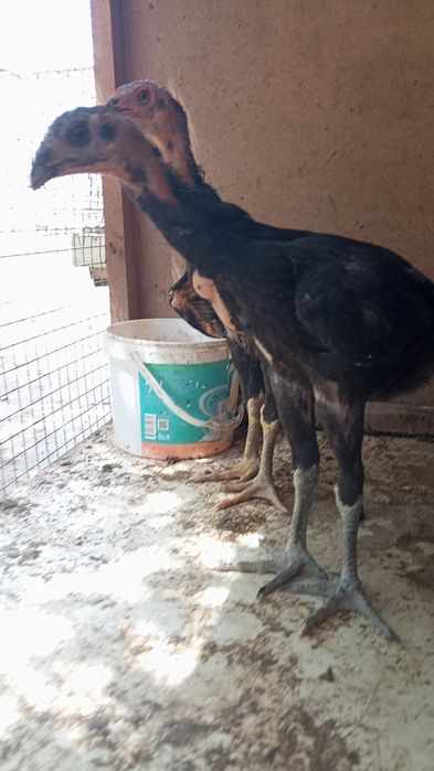 Kafolati bor kelishamz