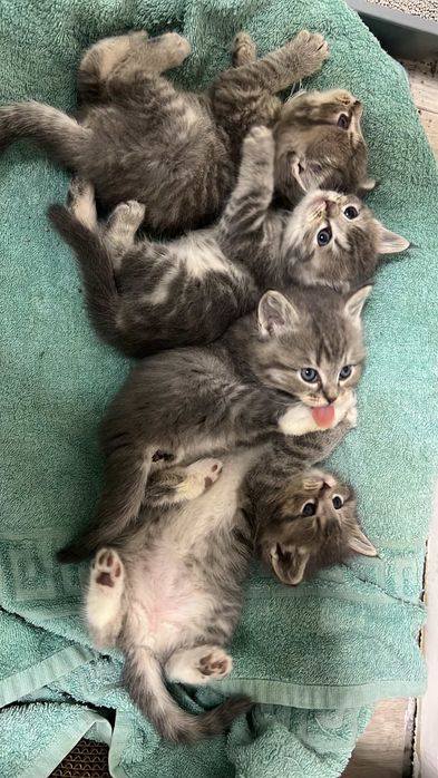 Продам британский кошку