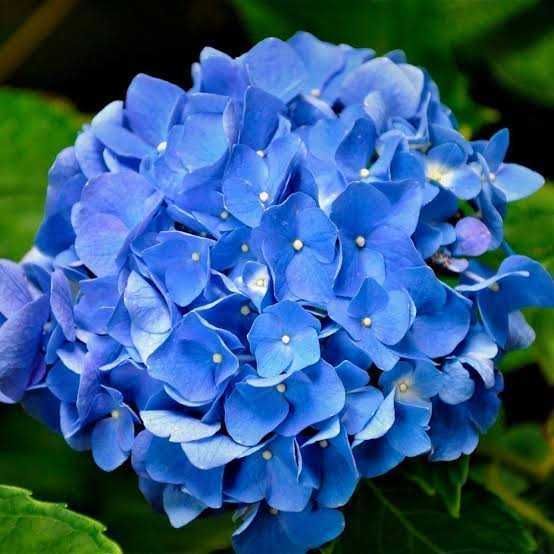 Butaș / Răsad pentru tufa de Hortensia,  fluorescenta bogata