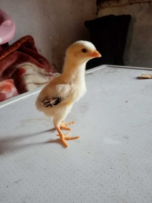 Дакан цыплята 8 шт