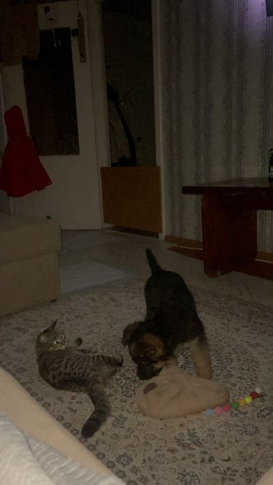 Продам щенка немецкой овчарки (2мес,девочка)