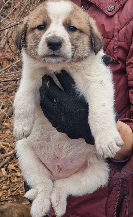 Щенки ищут дом и любящие руки