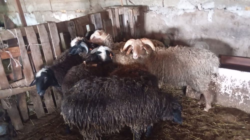 Қойлар  сатылады. Продам баранов.