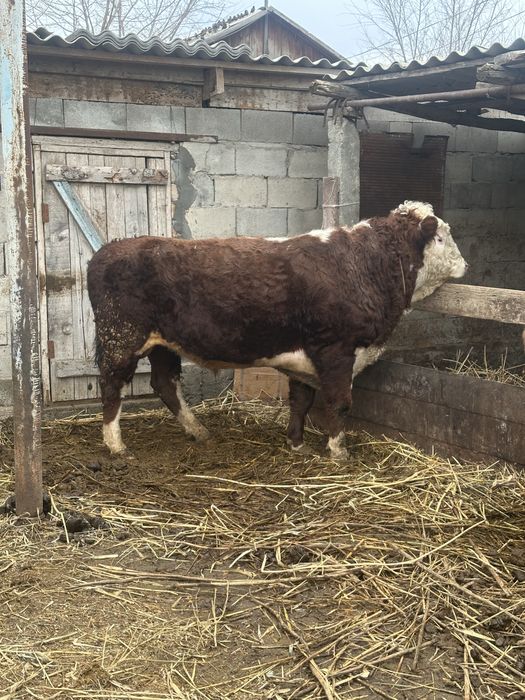 Продам бычка породестый