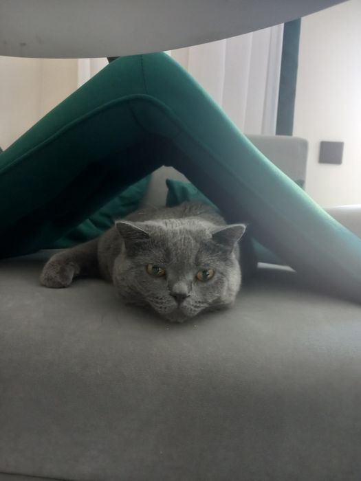 Британский кот в добрые руки